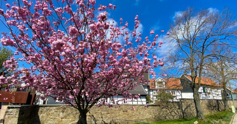 Kirschblüte Stadtmauer2